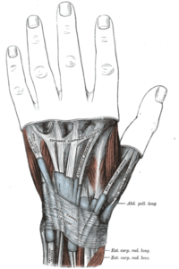 IMAGE: TENDONS AT WRIST JOINT
